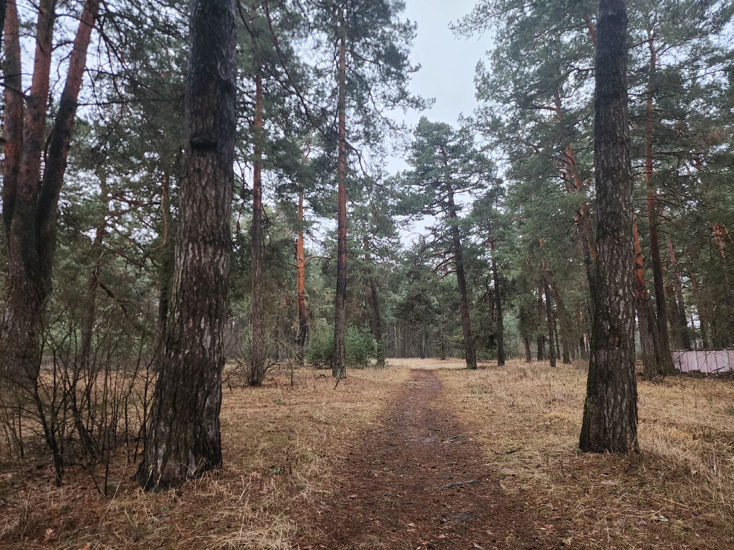 Коломна, благоустройство, лесопарк,