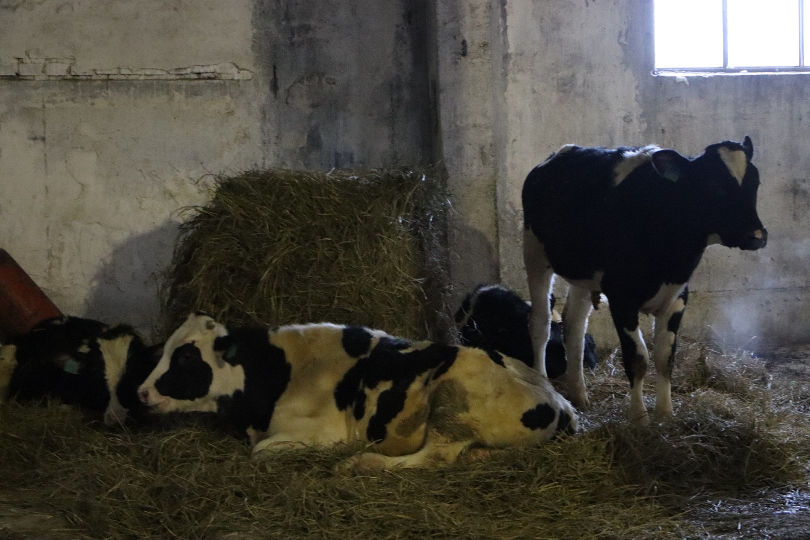 серебряные пруды, подхожее, сельское хозяйство, племзавод, вертикалки,