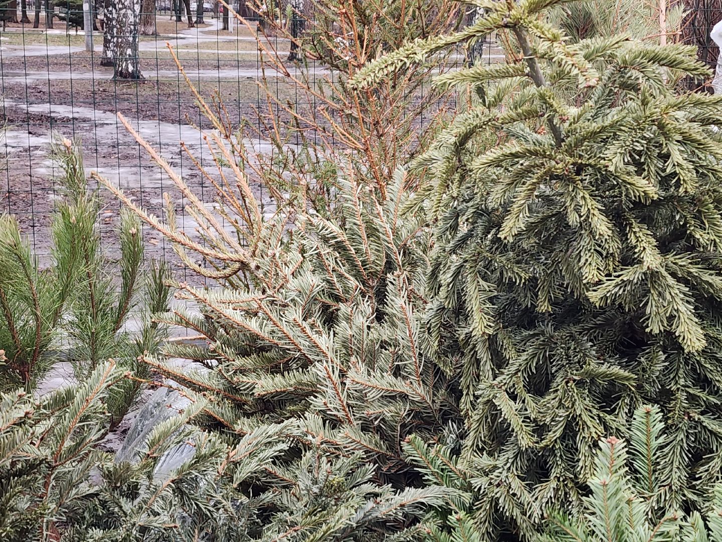 экологическая акция, утилизация елей, мытищи,