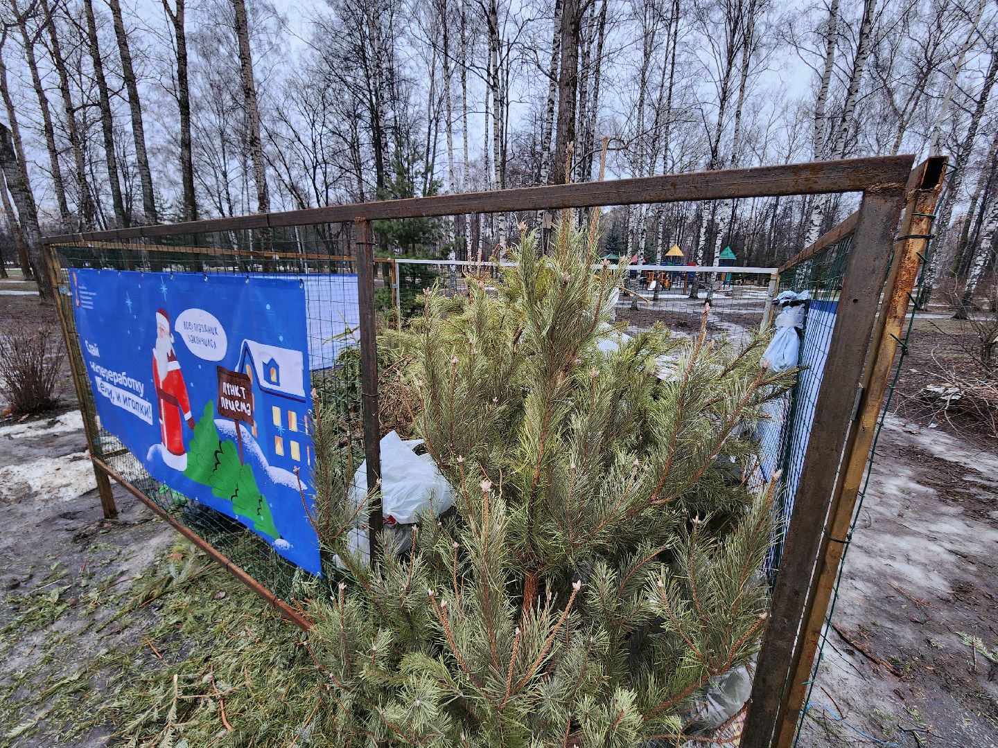 экологическая акция, утилизация елей, мытищи,