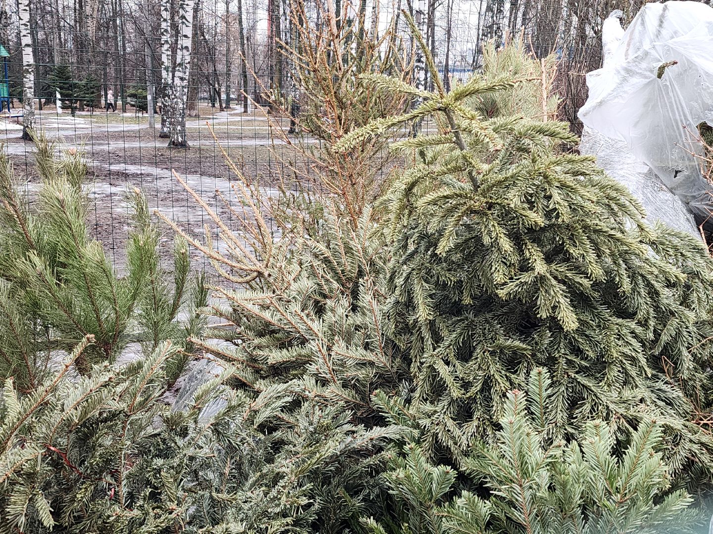 экологическая акция, утилизация елей, мытищи,