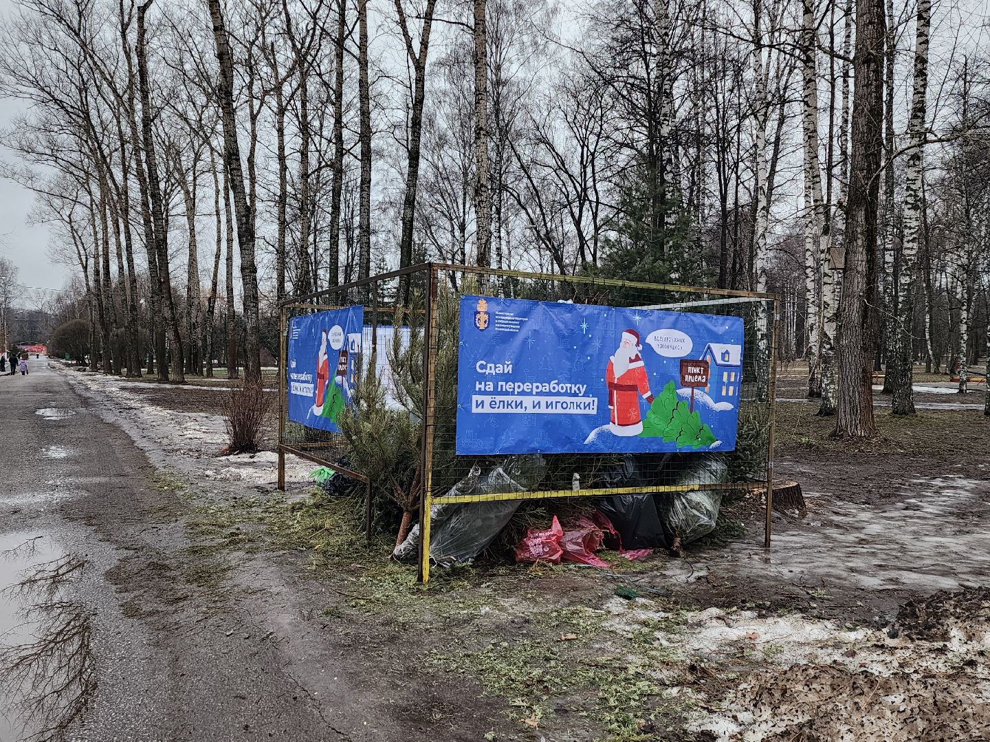 экологическая акция, утилизация елей, мытищи,