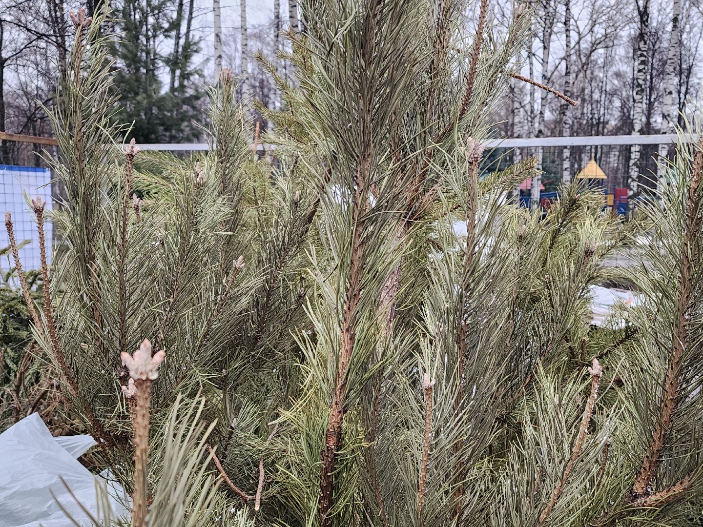 экологическая акция, утилизация елей, мытищи,