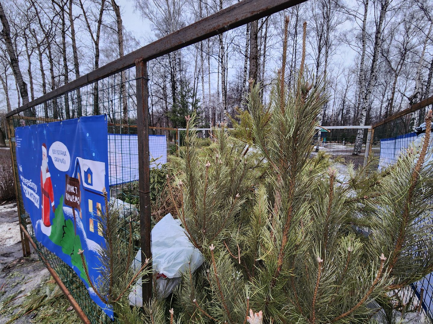 экологическая акция, утилизация елей, мытищи,