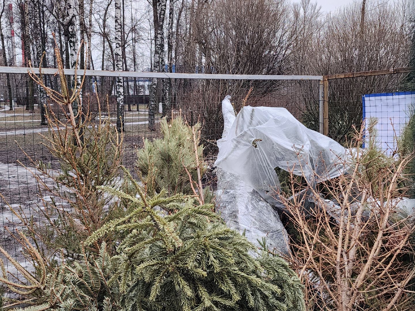 экологическая акция, утилизация елей, мытищи,