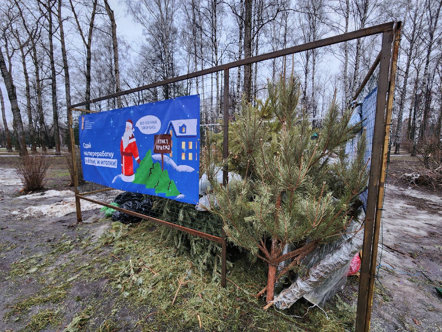 экологическая акция, утилизация елей, мытищи,
