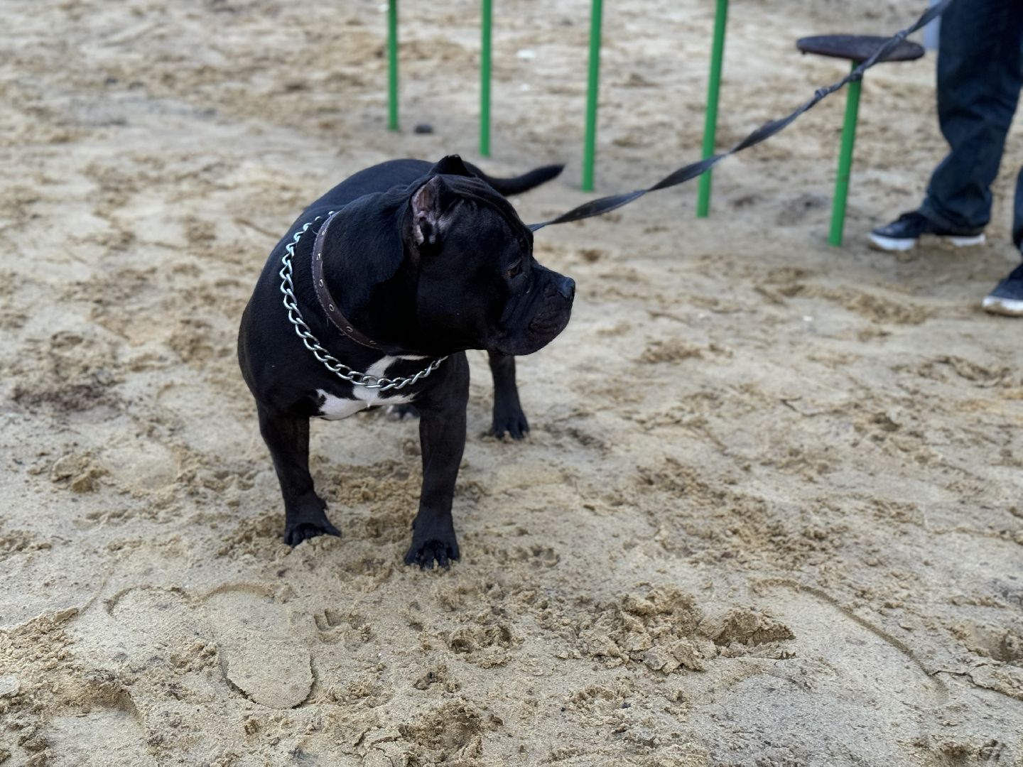 площадка для выгула собак, жк горки парк, кинологическая площадка, вертикалки,