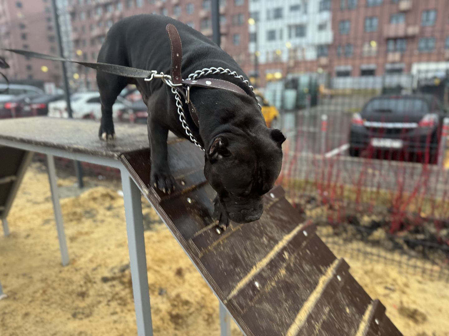 площадка для выгула собак, жк горки парк, кинологическая площадка, вертикалки,