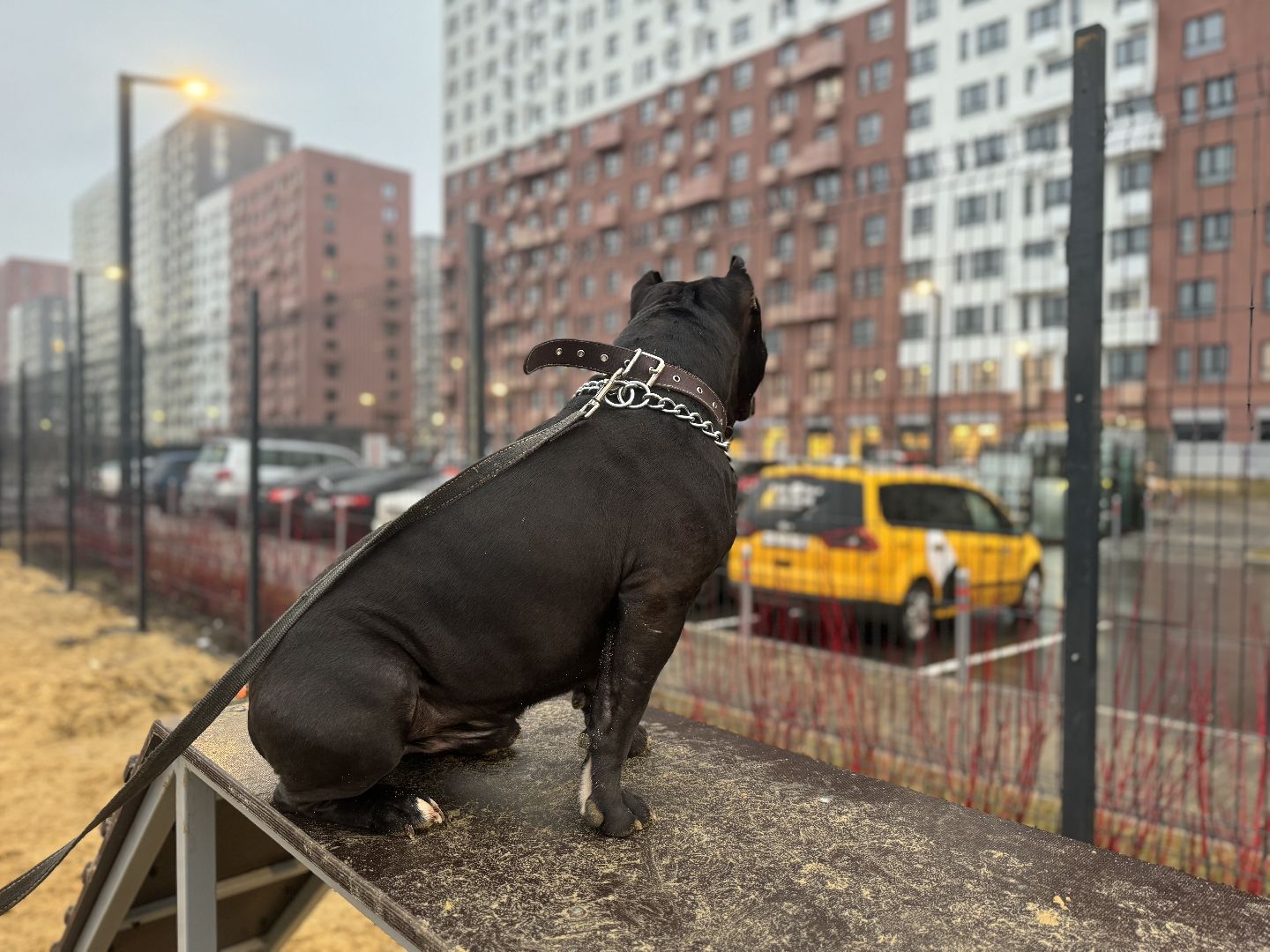 площадка для выгула собак, жк горки парк, кинологическая площадка, вертикалки,