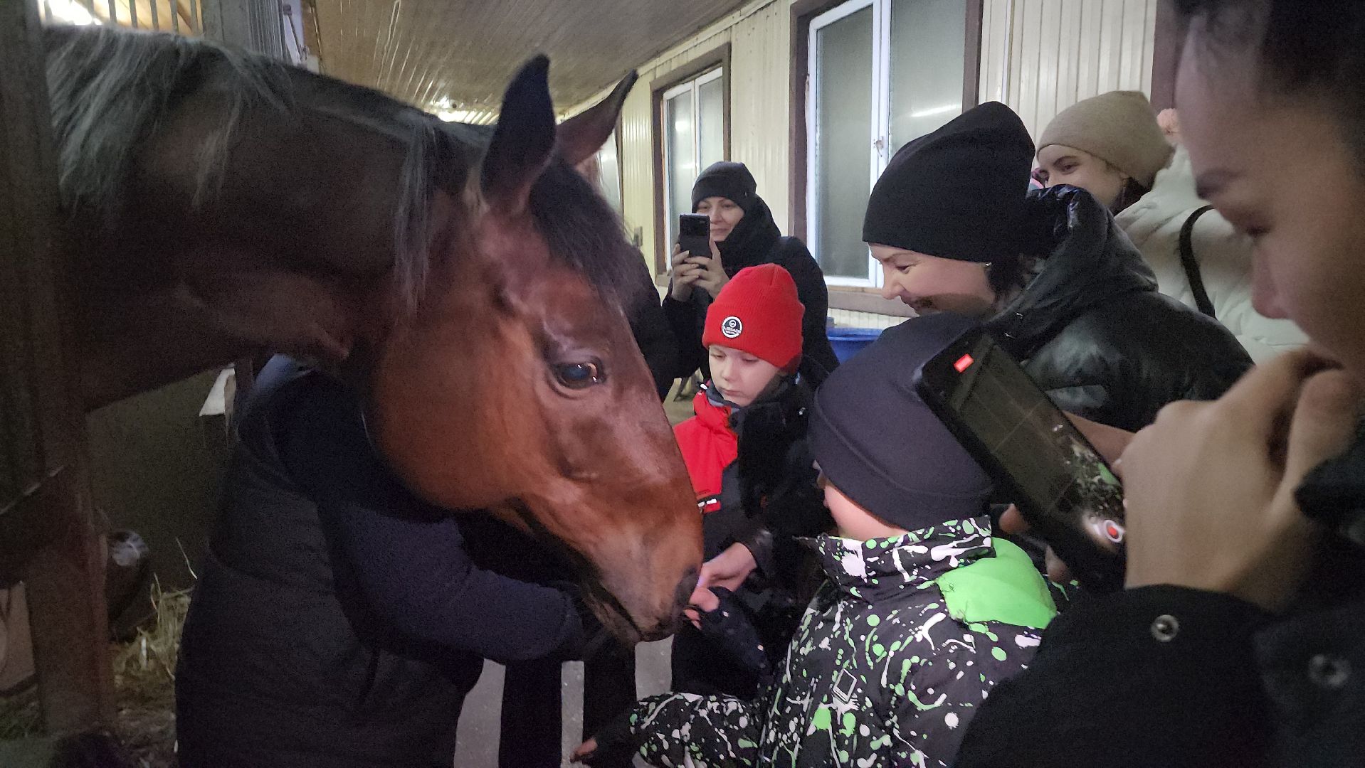 котельники, сшор белка, лошади, конюшня, катание на лошадях, вертикалки,