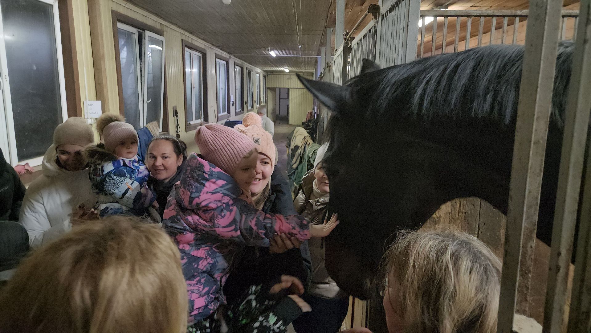 котельники, сшор белка, лошади, конюшня, катание на лошадях, вертикалки,