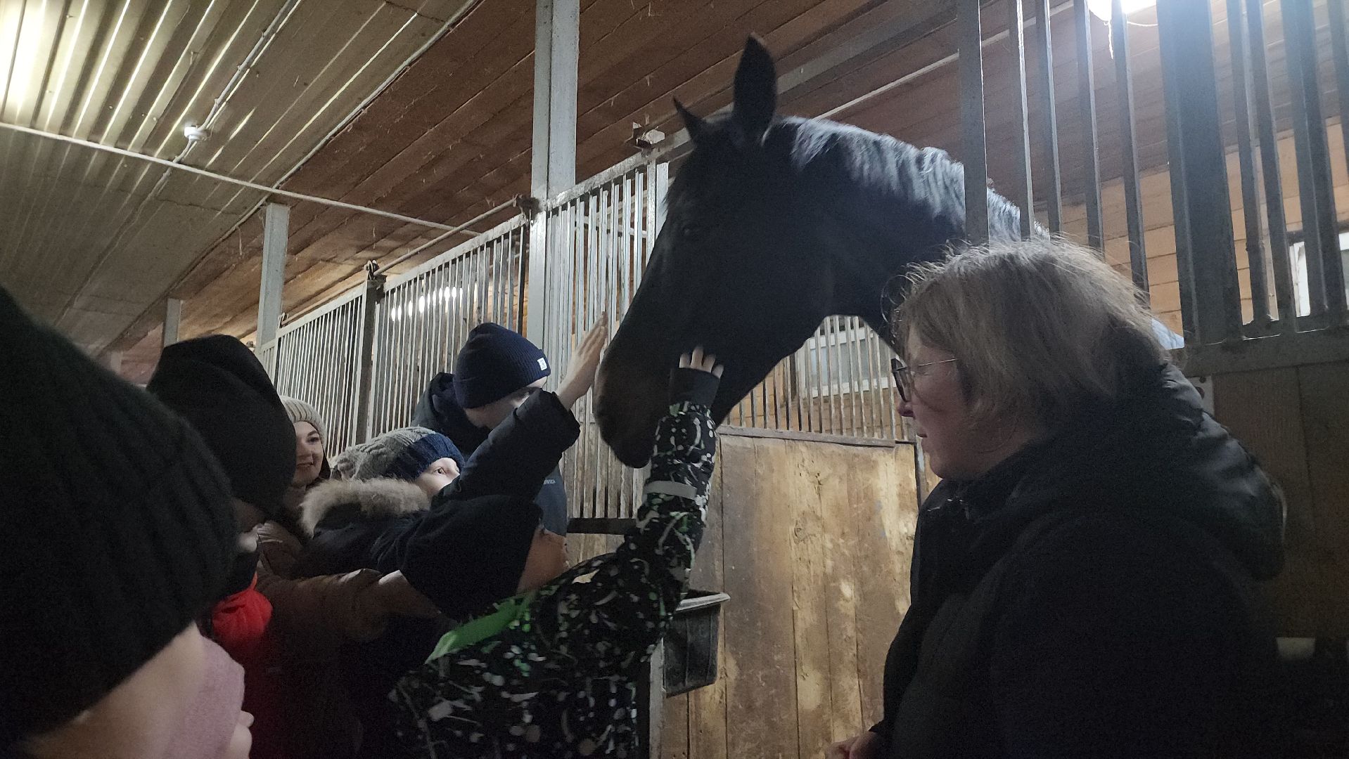 котельники, сшор белка, лошади, конюшня, катание на лошадях, вертикалки,