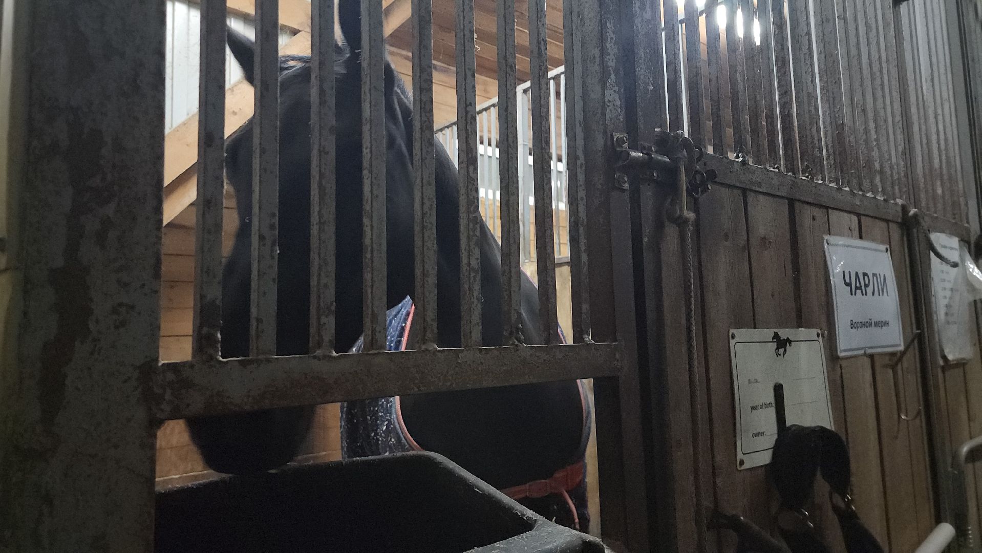 котельники, сшор белка, лошади, конюшня, катание на лошадях, вертикалки,