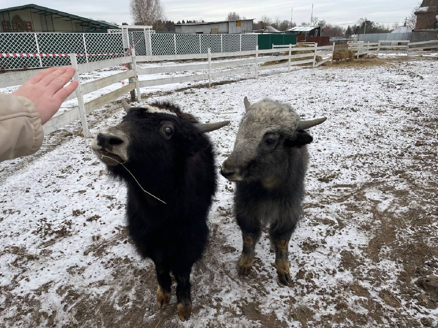 Дмитров, Николо-Пешношский монастырь, Зоопарк, вертикалки,