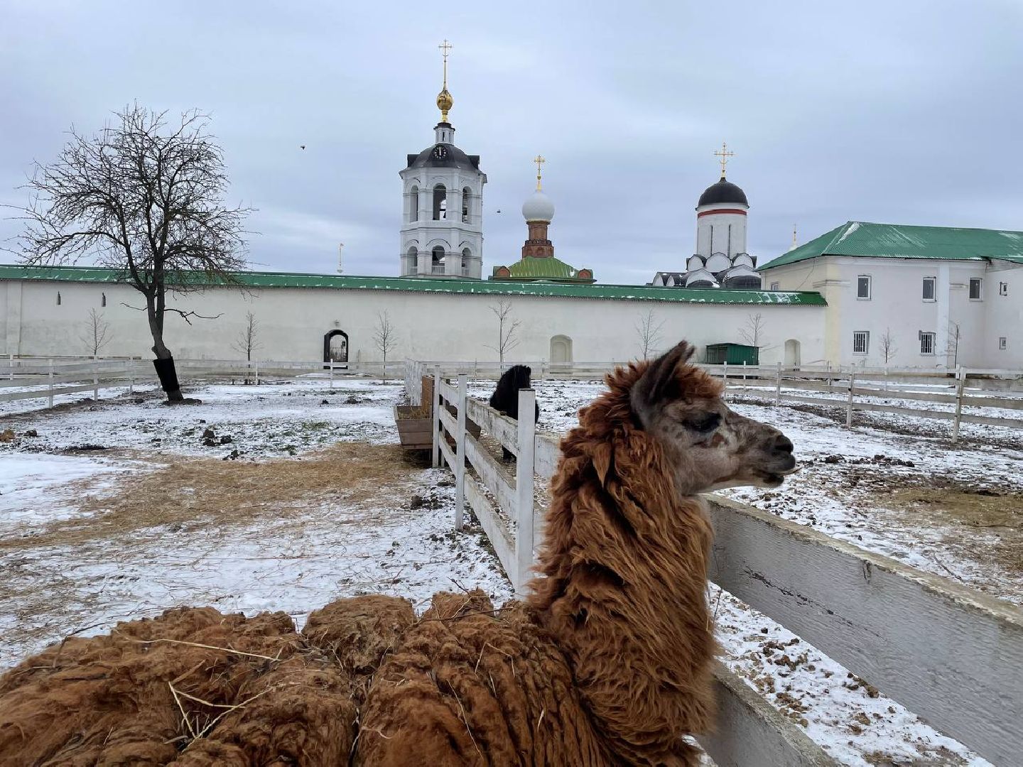 Дмитров, Николо-Пешношский монастырь, Зоопарк, вертикалки,
