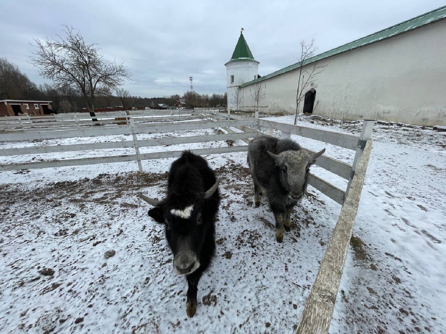 Дмитров, Николо-Пешношский монастырь, Зоопарк, вертикалки,
