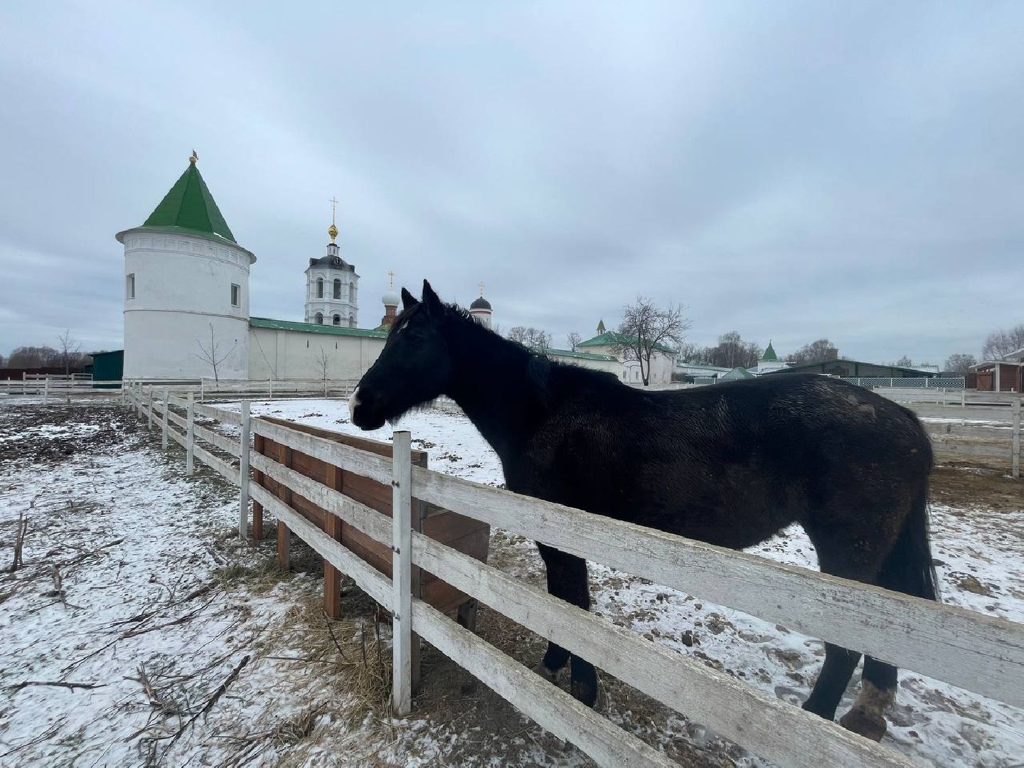 Дмитров, Николо-Пешношский монастырь, Зоопарк, вертикалки,
