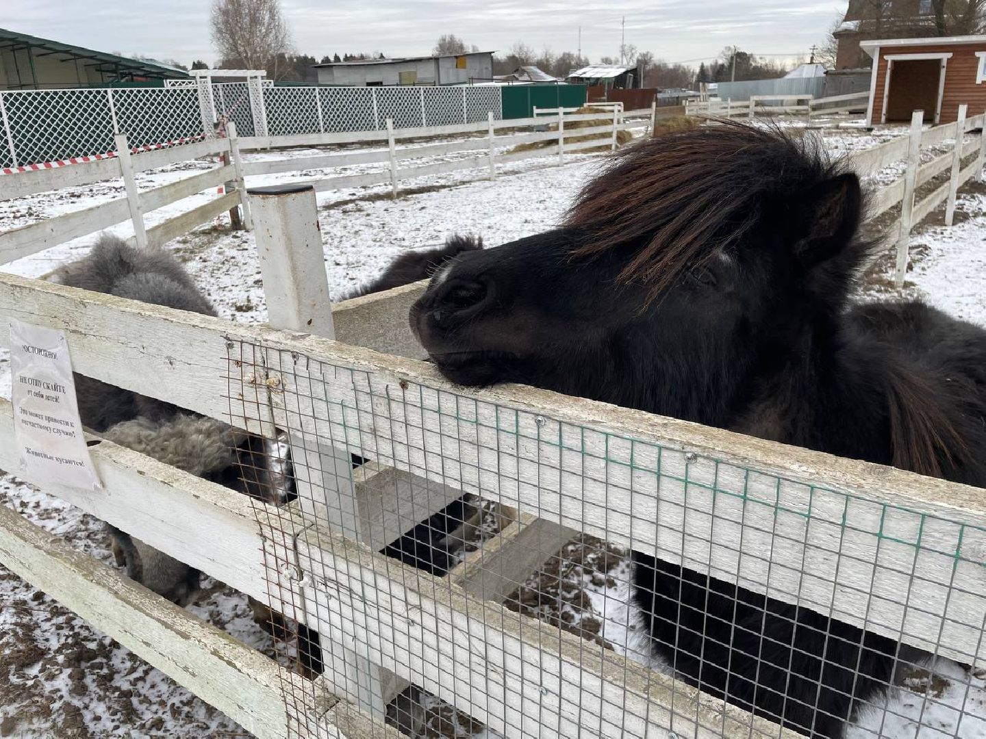 Дмитров, Николо-Пешношский монастырь, Зоопарк, вертикалки,