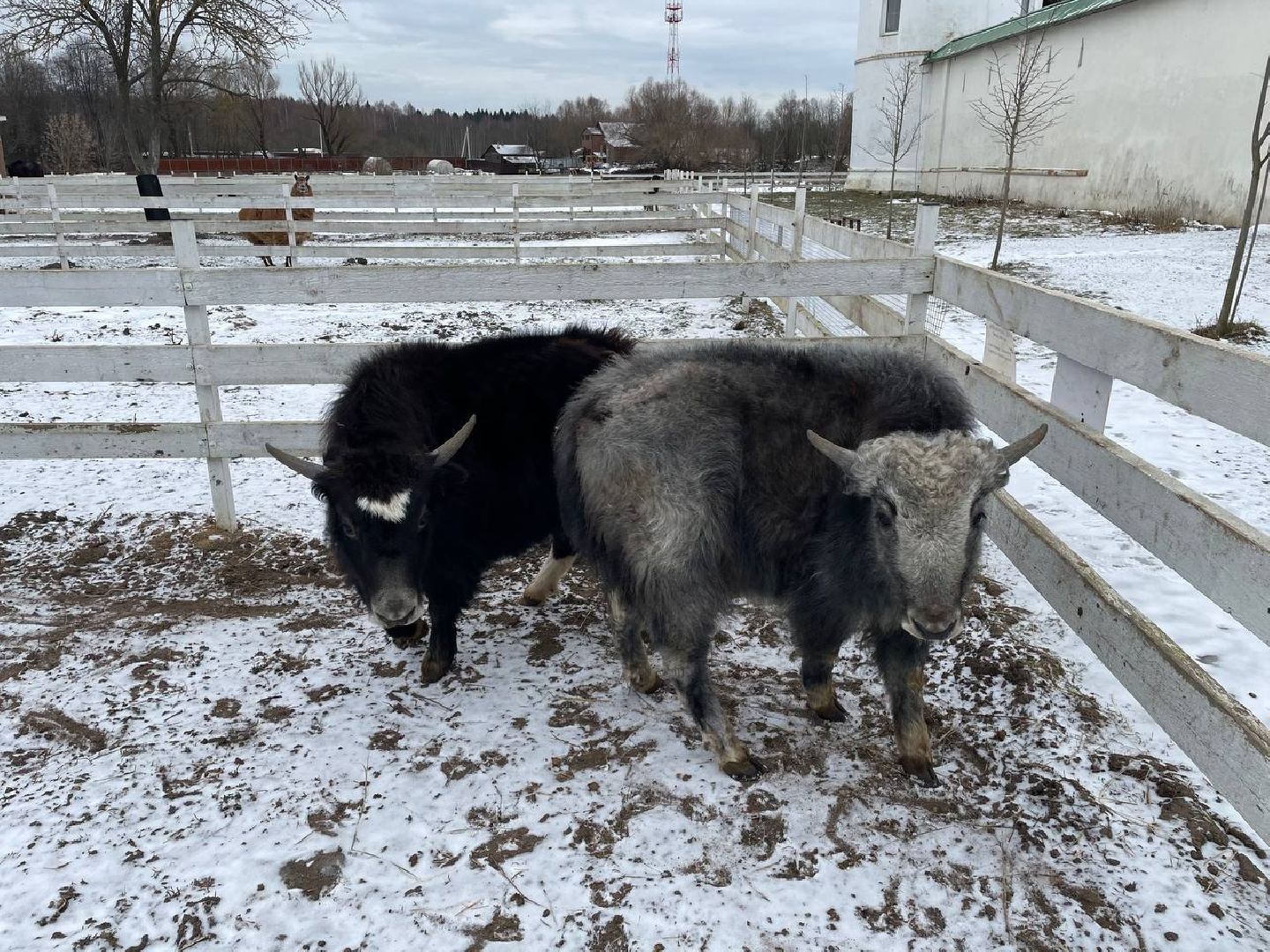 Дмитров, Николо-Пешношский монастырь, Зоопарк, вертикалки,