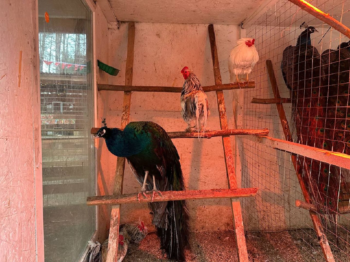 эко ферма, экология, павлин, птицы, потепление,