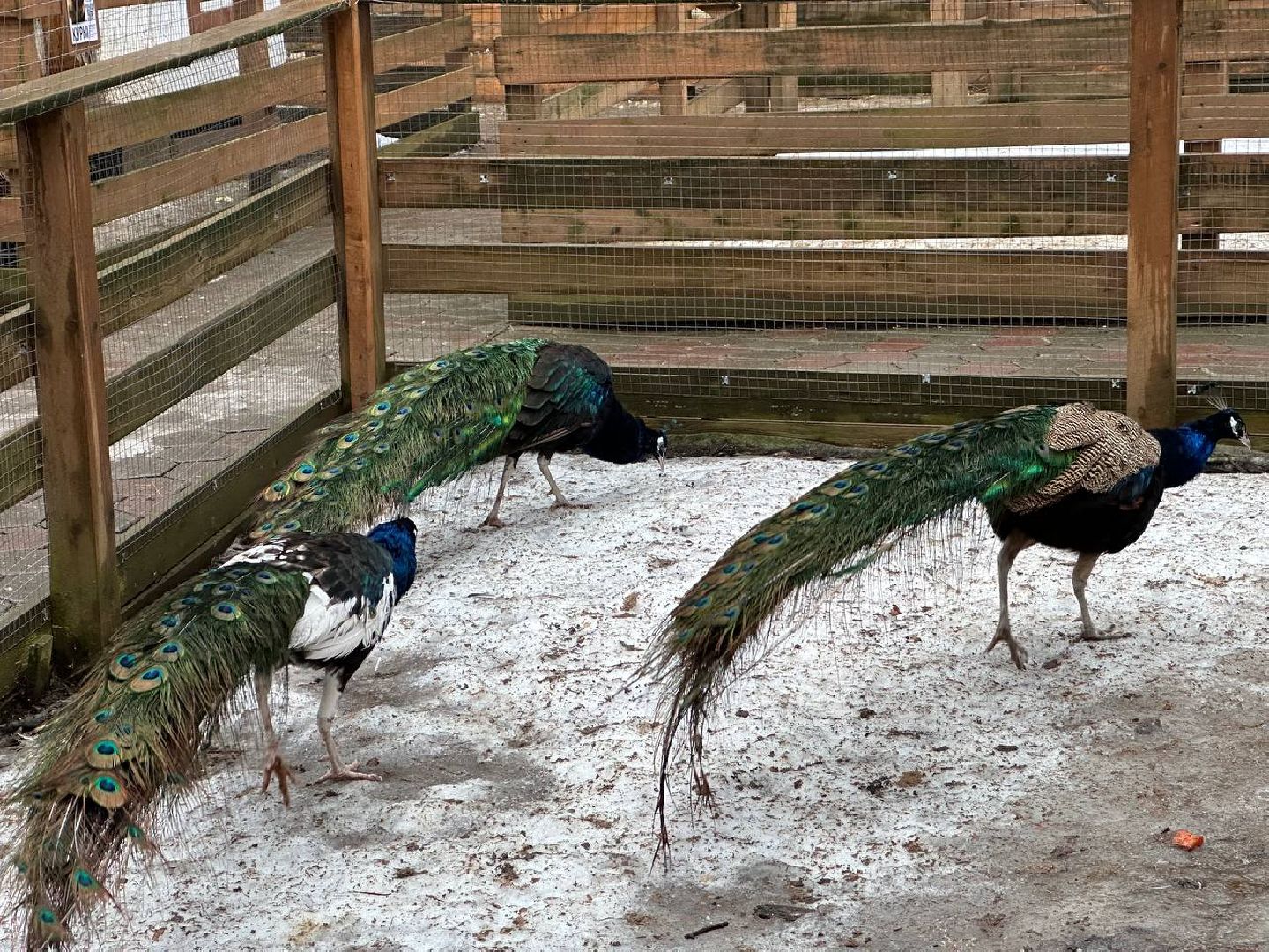 эко ферма, экология, павлин, птицы, потепление,