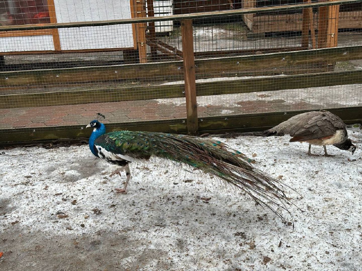 эко ферма, экология, павлин, птицы, потепление,