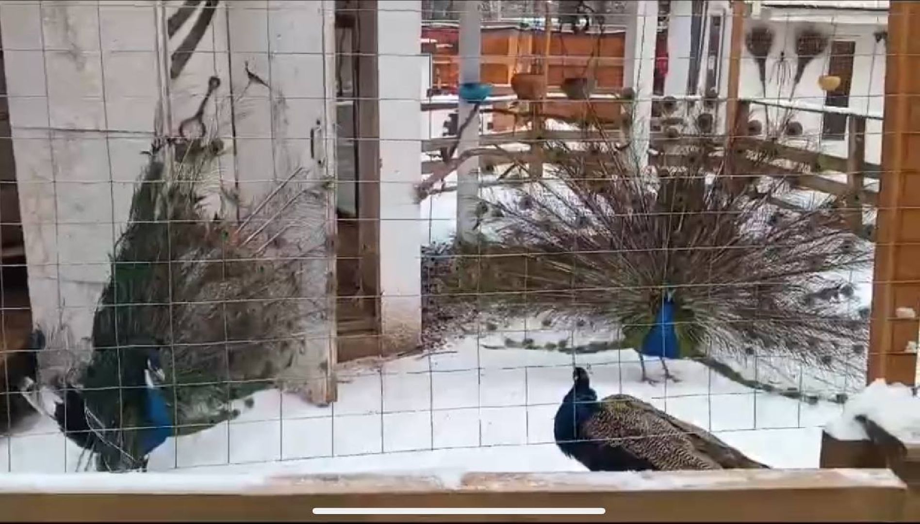 эко ферма, экология, павлин, птицы, потепление,