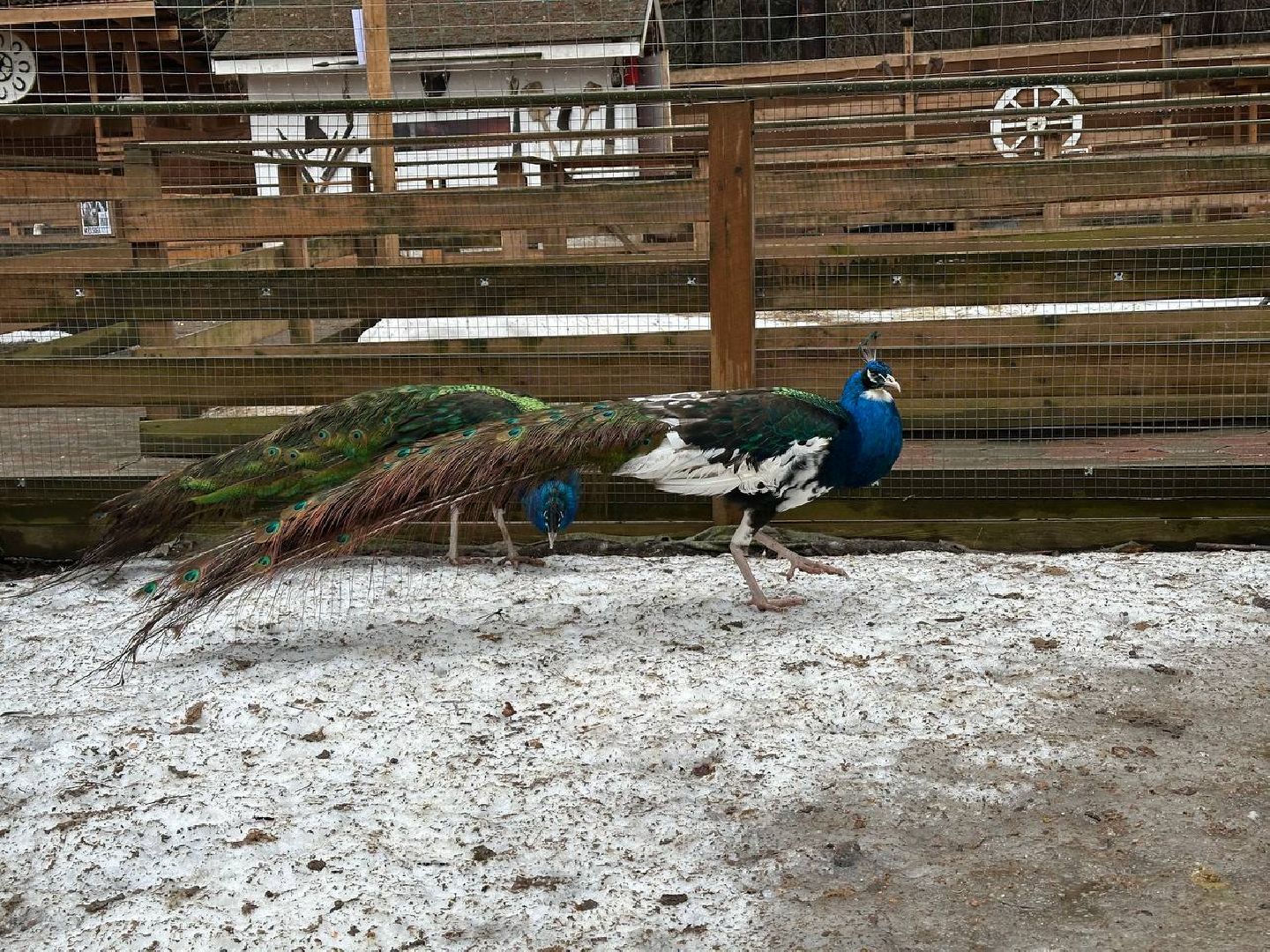 эко ферма, экология, павлин, птицы, потепление,