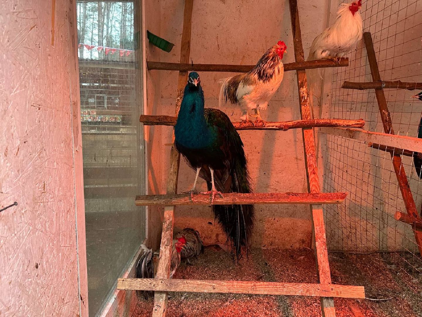 эко ферма, экология, павлин, птицы, потепление,