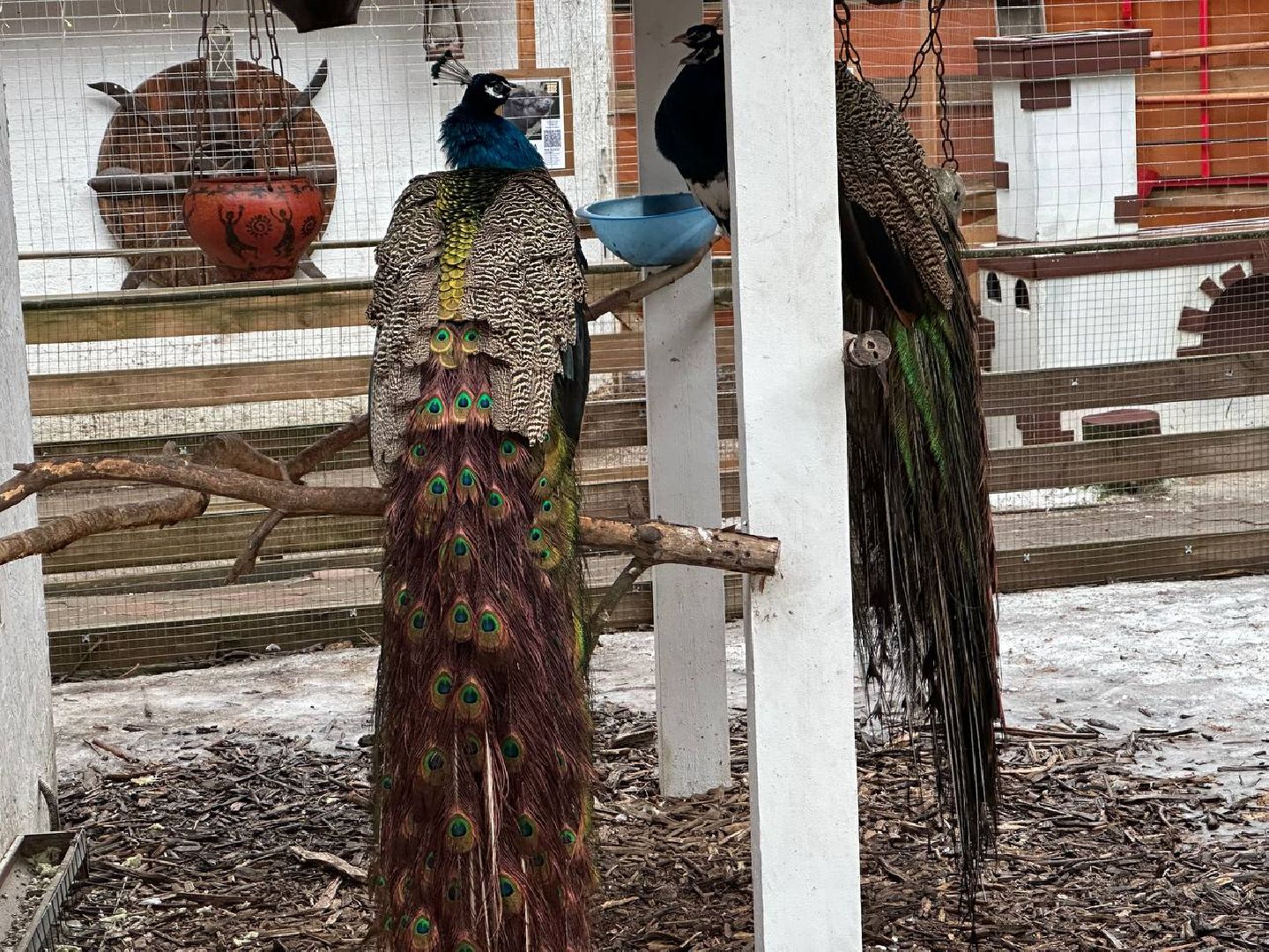 эко ферма, экология, павлин, птицы, потепление,