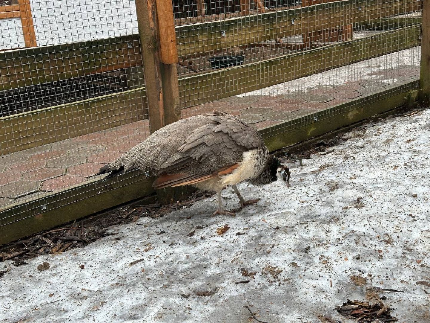 эко ферма, экология, павлин, птицы, потепление,