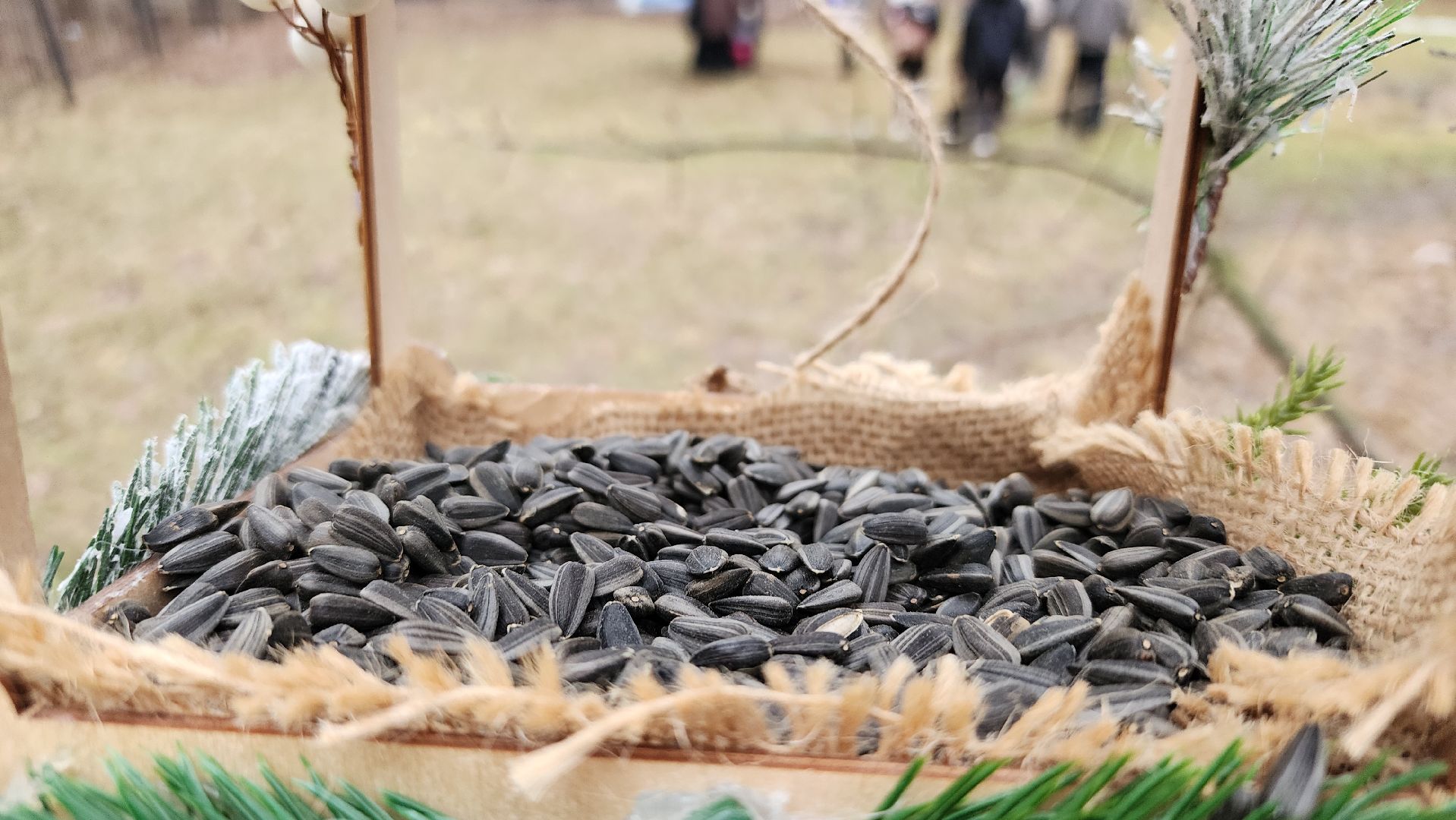 экология, зимующие птицы, корм для птиц, Ногинск, Богородский городской округ,