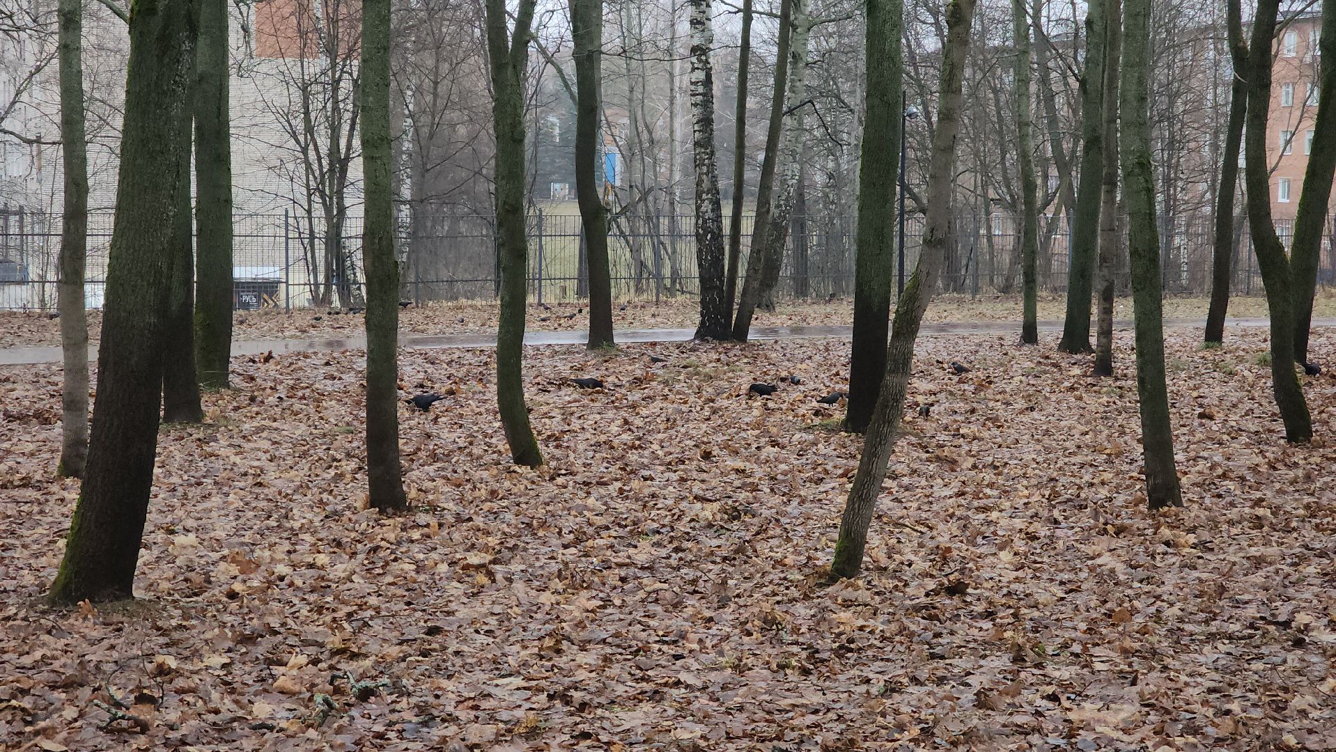 ступино, зима в подмомсковье, парки подмосковья,