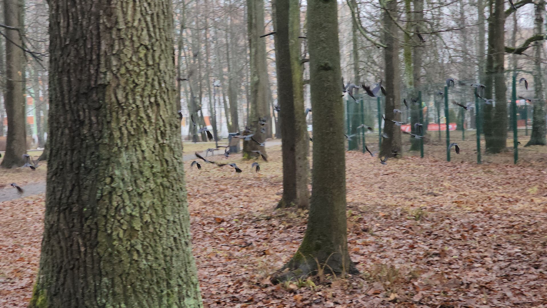 ступино, зима в подмомсковье, парки подмосковья,