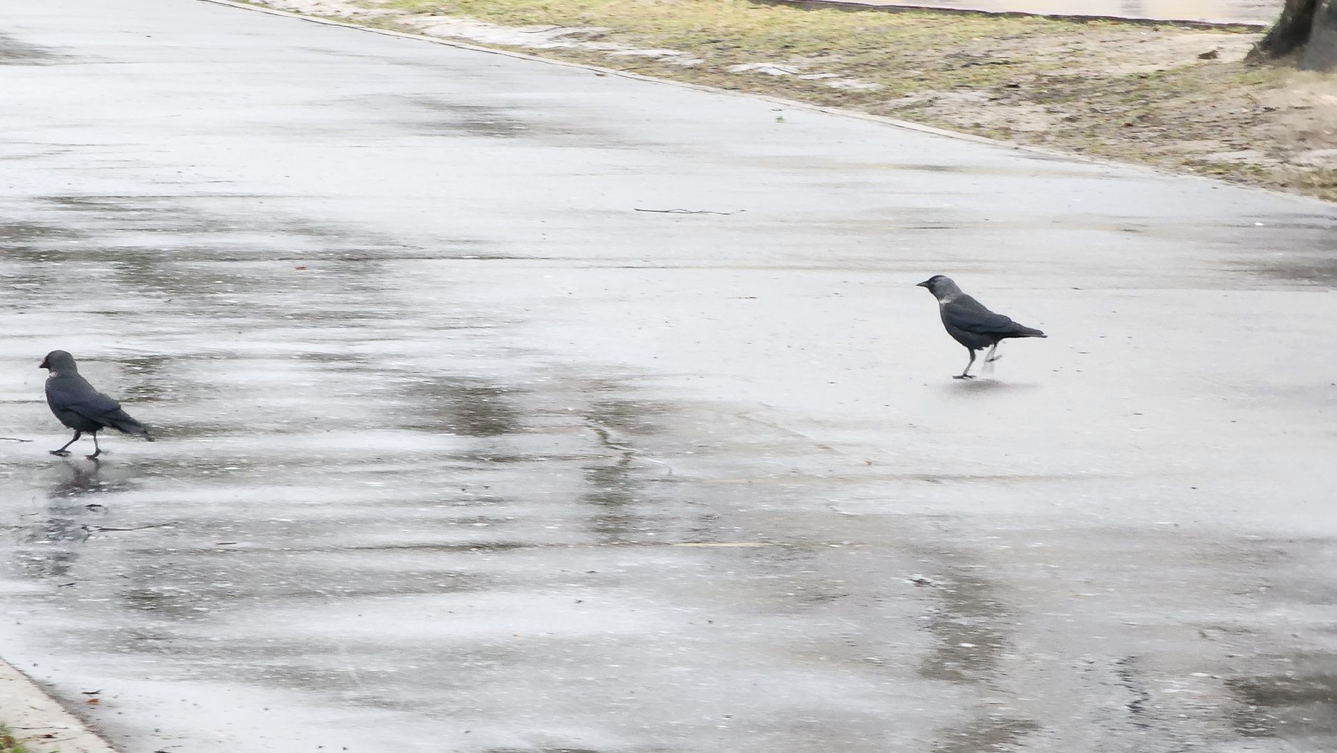 ступино, зима в подмомсковье, парки подмосковья,
