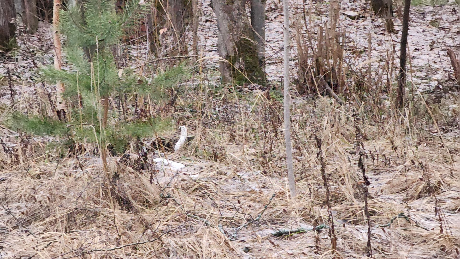 ступино, зима в подмомсковье, парки подмосковья,