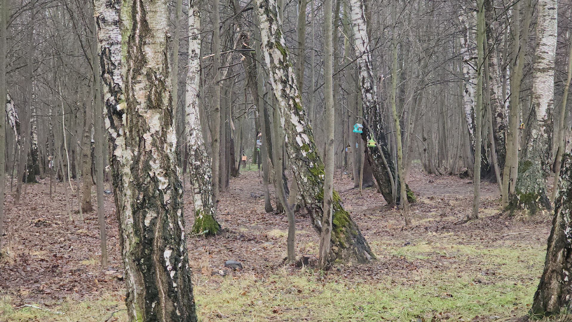 ступино, зима в подмомсковье, парки подмосковья,