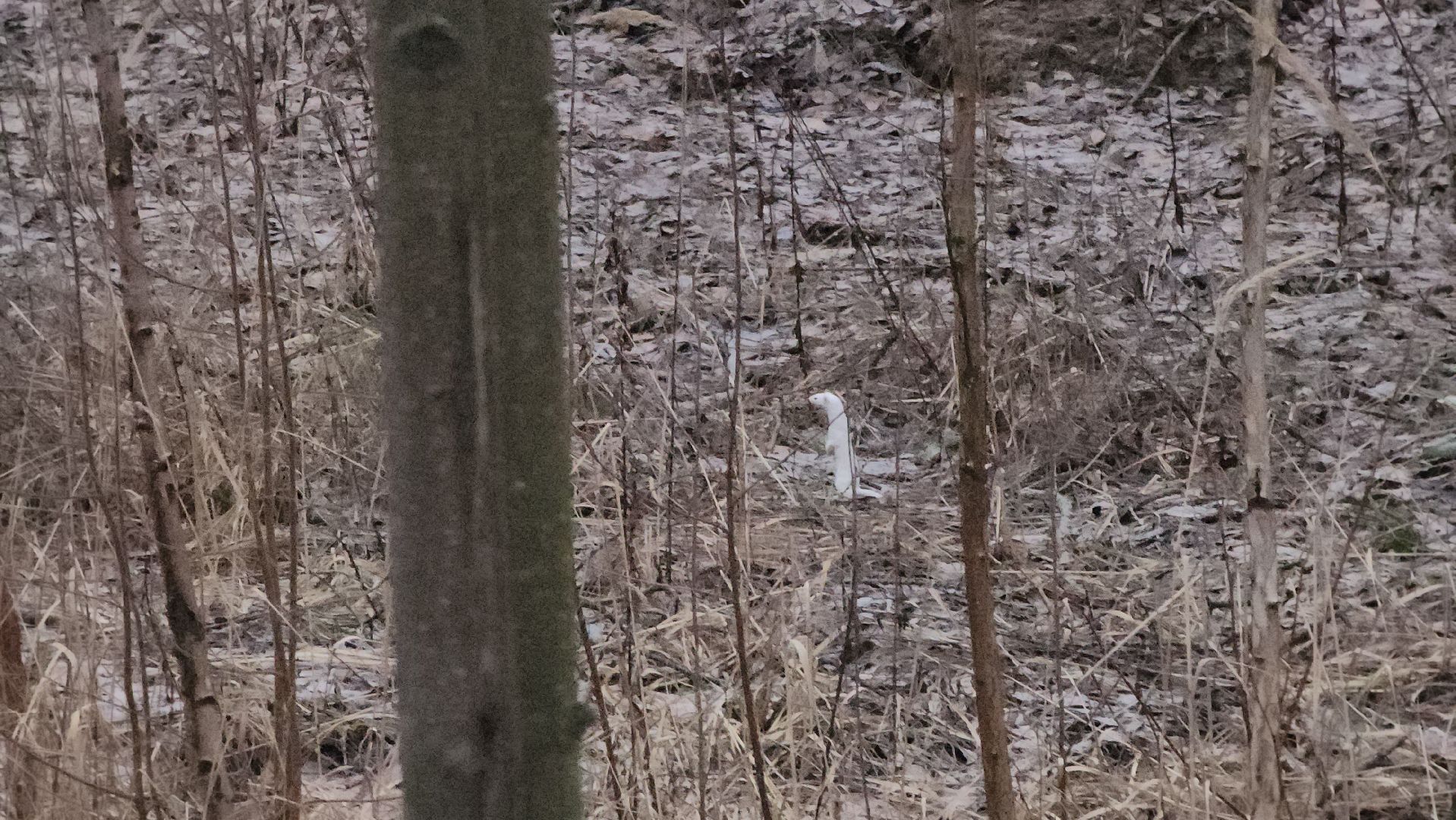 ступино, зима в подмомсковье, парки подмосковья,