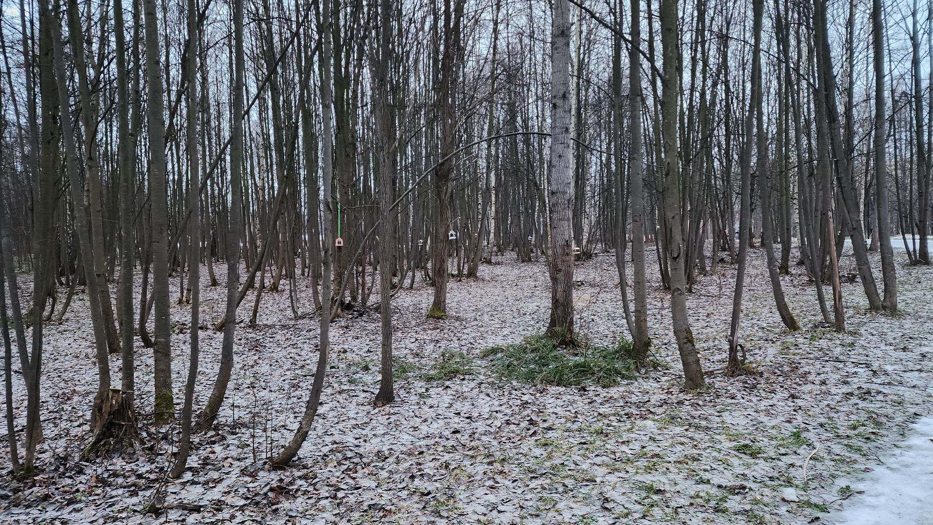 ступино, зима в подмомсковье, парки подмосковья,