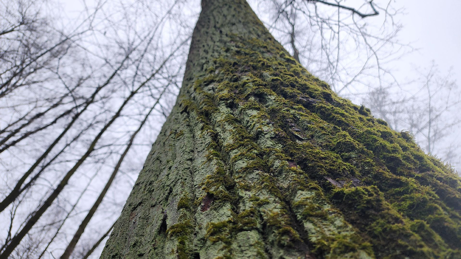 ступино, зима в подмомсковье, парки подмосковья,