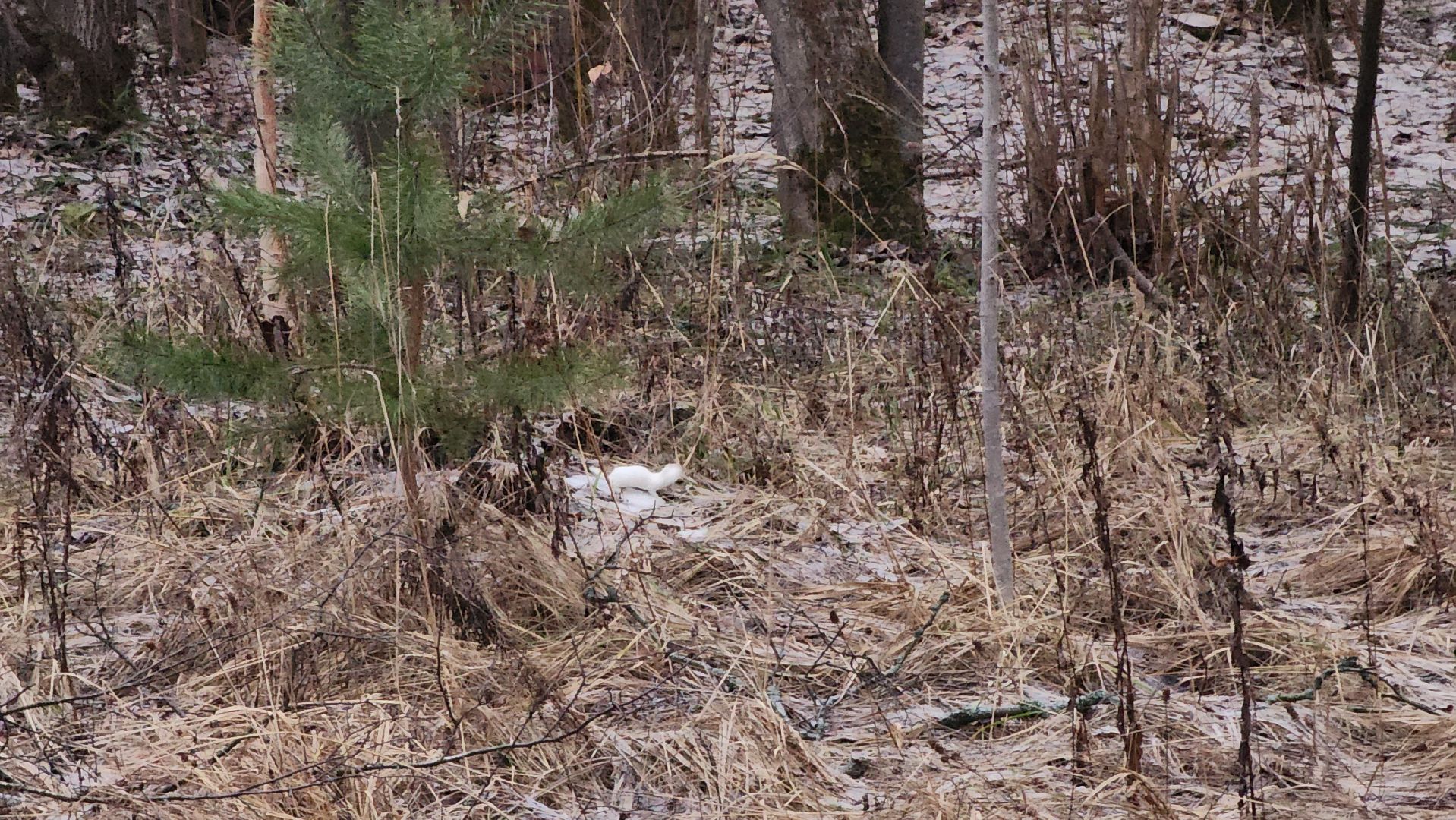 ступино, зима в подмомсковье, парки подмосковья,