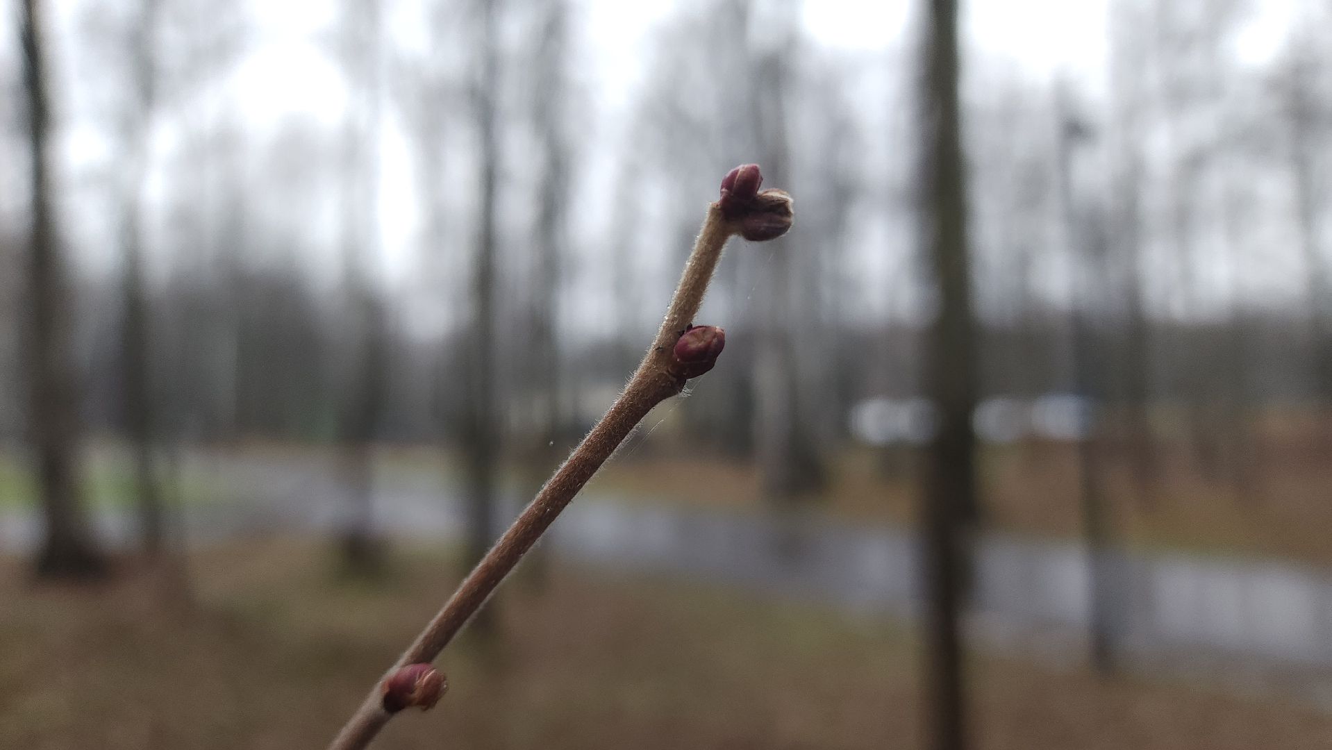 ступино, зима в подмомсковье, парки подмосковья,