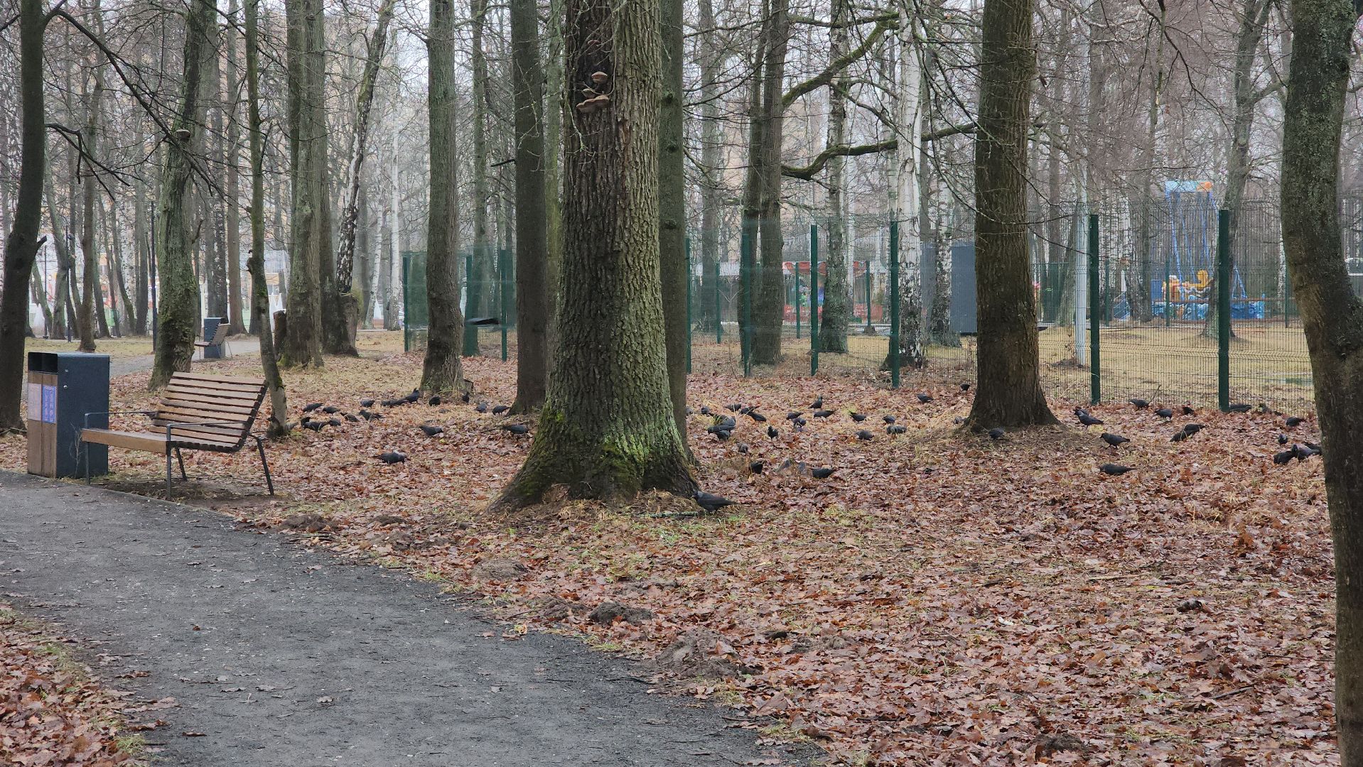 ступино, зима в подмомсковье, парки подмосковья,