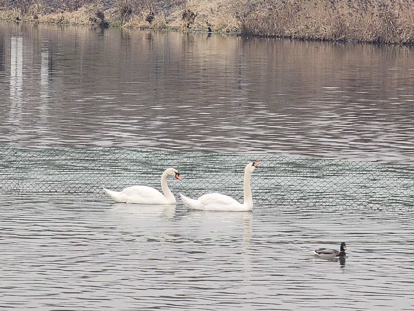 лебеди, река яуза, мытищи, птицы, вертикакли,