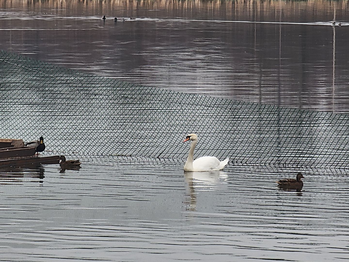 лебеди, река яуза, мытищи, птицы, вертикакли,