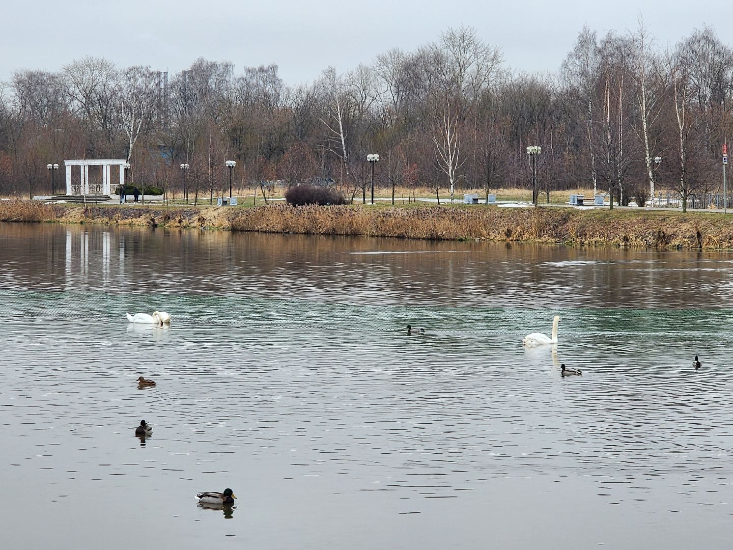 лебеди, река яуза, мытищи, птицы, вертикакли,