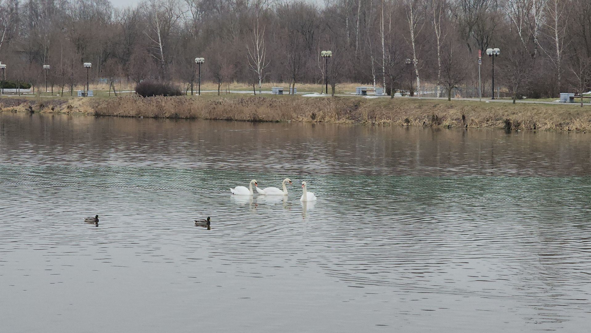 лебеди, река яуза, мытищи, птицы, вертикакли,