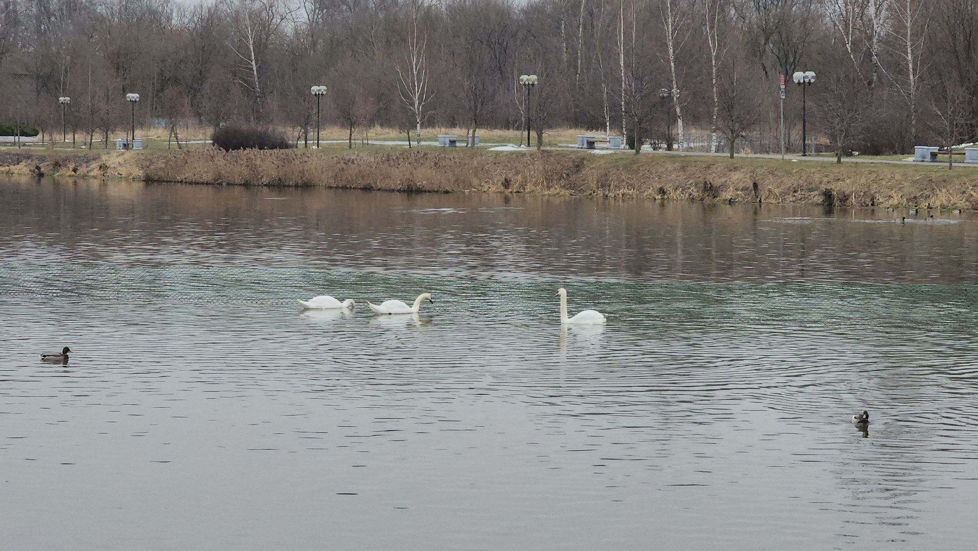 лебеди, река яуза, мытищи, птицы, вертикакли,