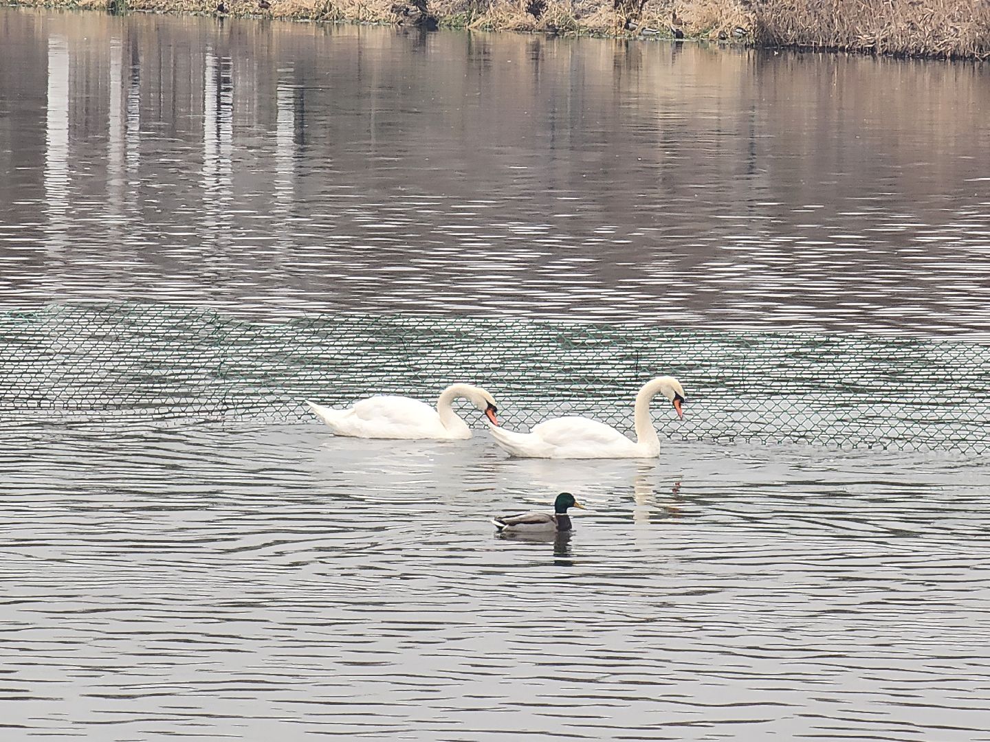 лебеди, река яуза, мытищи, птицы, вертикакли,