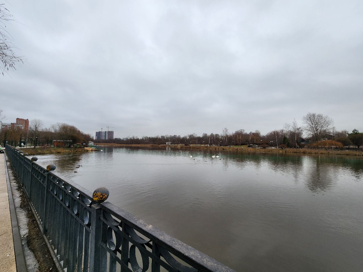 лебеди, река яуза, мытищи, птицы, вертикакли,